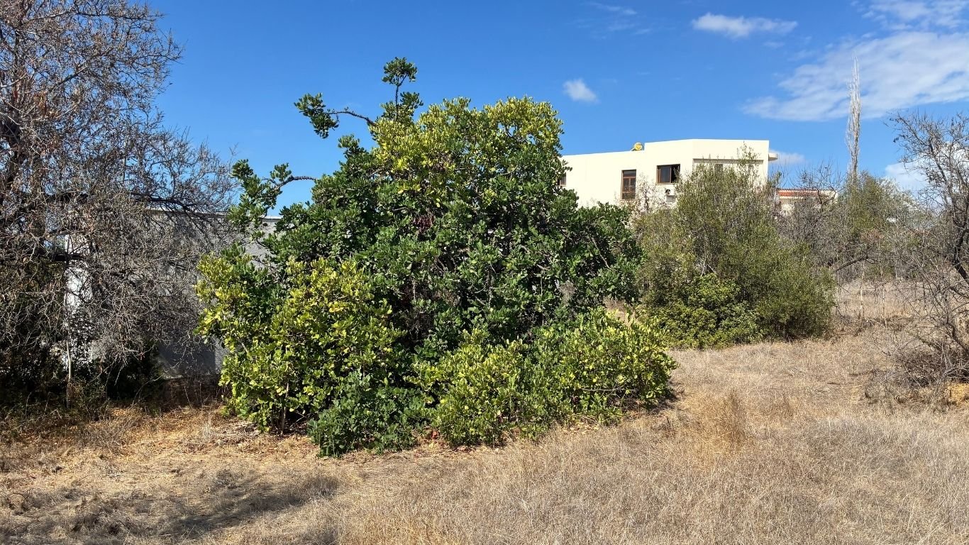 2 Bedroom Cypriot Bungalow on a Large plot in Konia, Paphos 2 Bedroom Cypriot Bungalow on a Large plot in Konia, Paphos